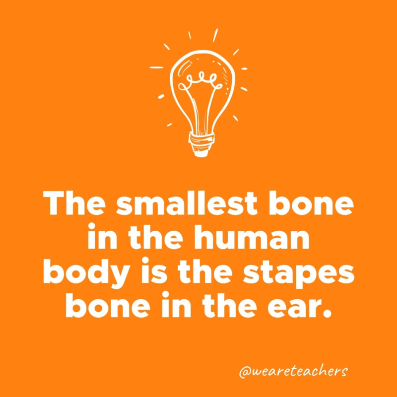The smallest bone in the human body is the stapes bone in the ear.