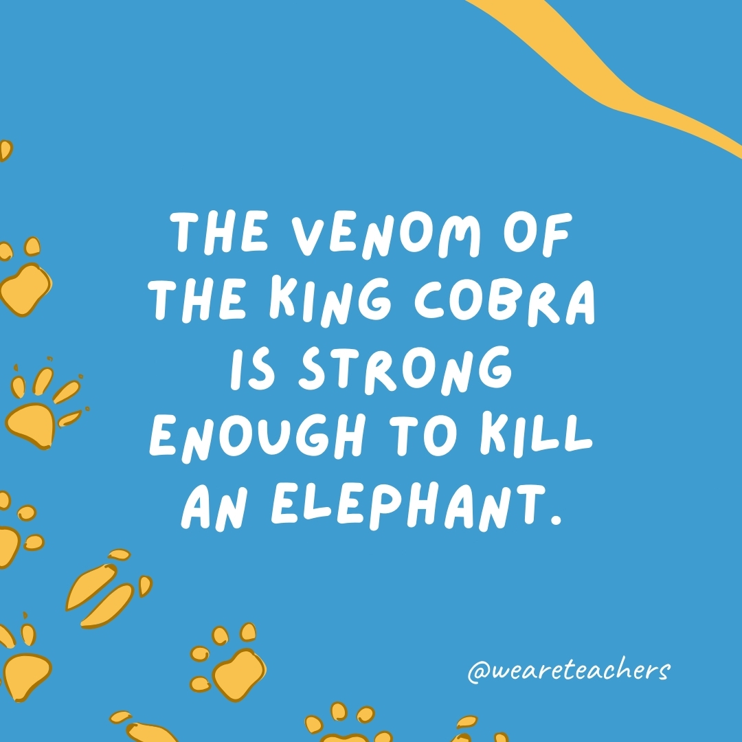 The venom of the king cobra is strong enough to kill an elephant.