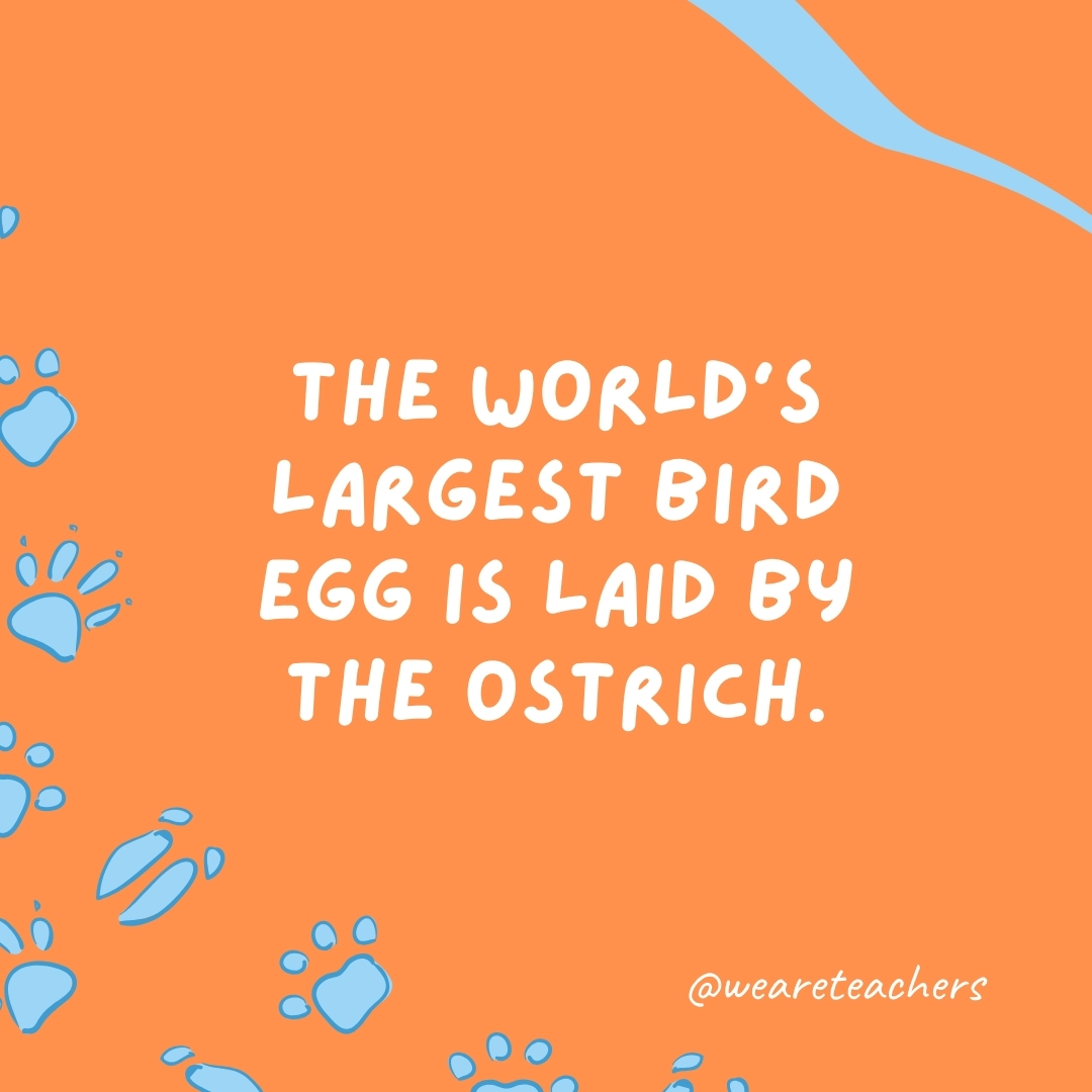 The world's largest bird egg is laid by the ostrich.