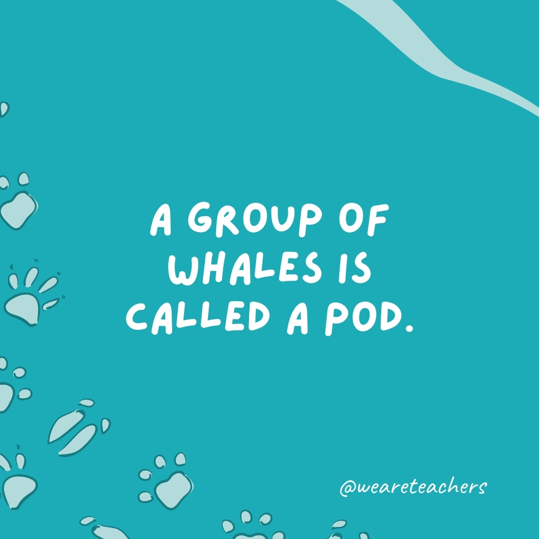 A group of whales is called a pod. - animal facts