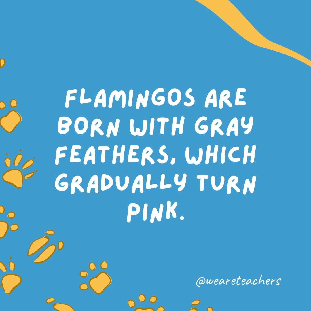 Flamingos are born with gray feathers, which gradually turn pink.