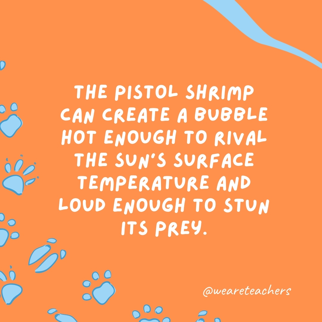 The pistol shrimp can create a bubble hot enough to rival the sun's surface temperature and loud enough to stun its prey.- animal facts