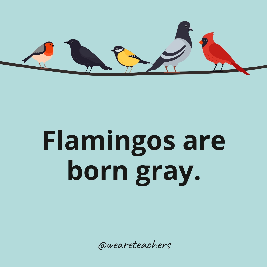 25 Incredible Bird Facts To Share With Your Students - Universal