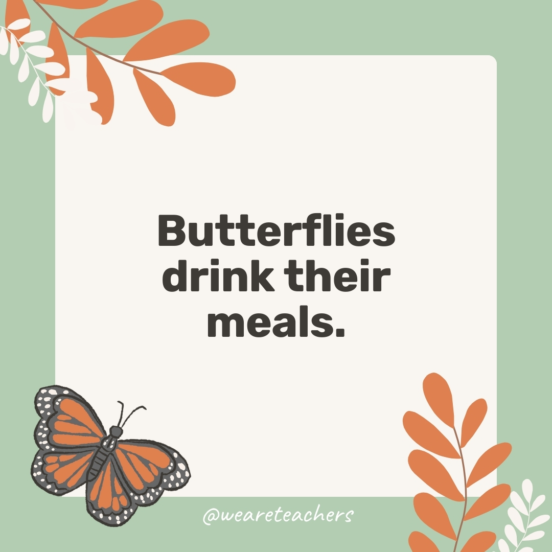 Butterflies drink their meals.
