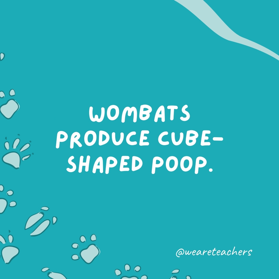 Wombats produce cube-shaped poop.  