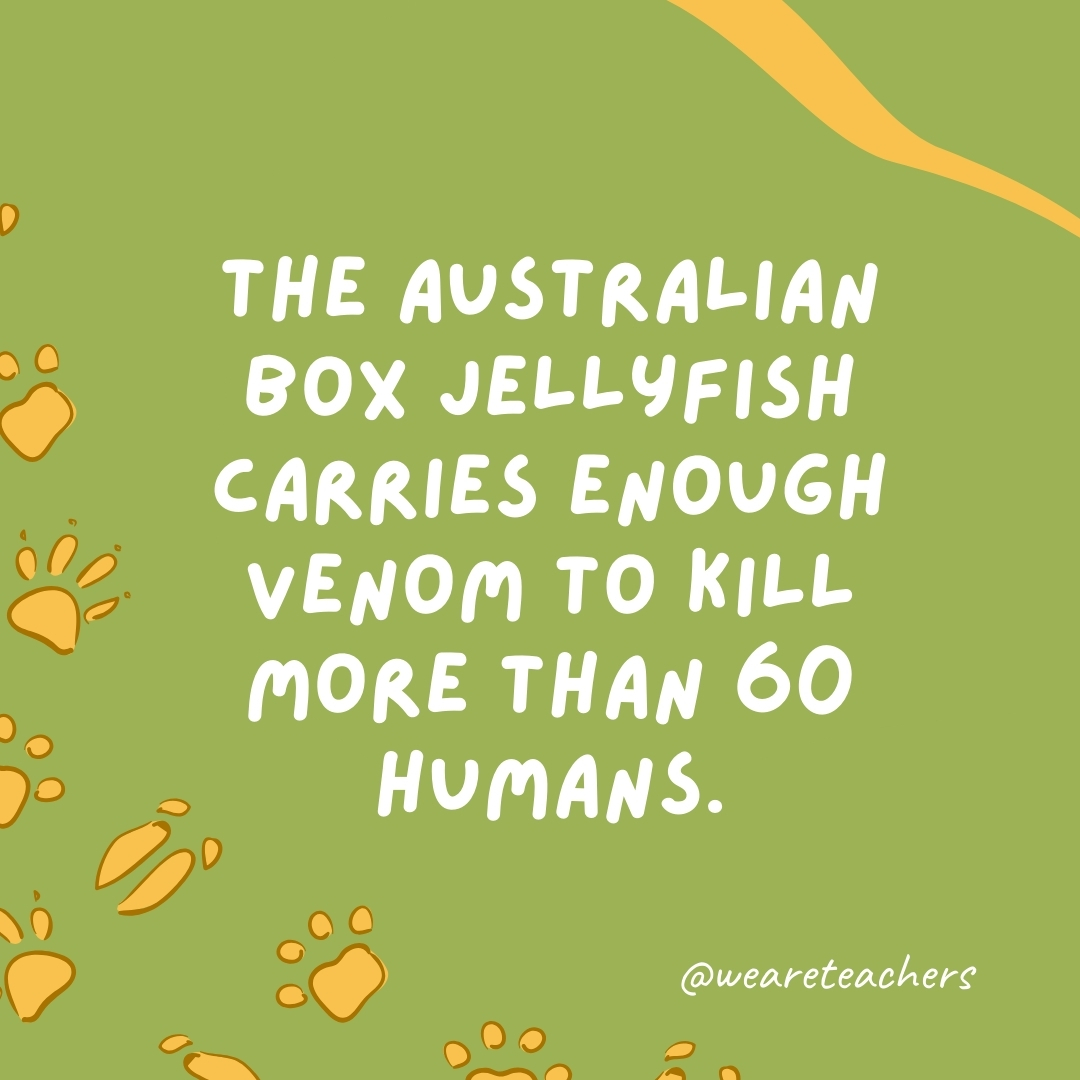 The Australian box jellyfish carries enough venom to kill more than 60 humans.