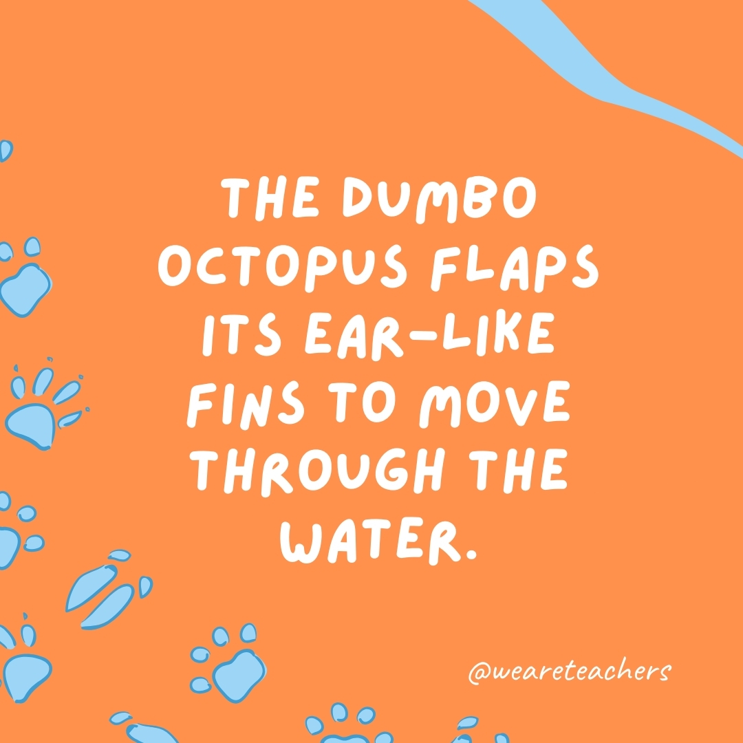 The dumbo octopus flaps its ear-like fins to move through the water.