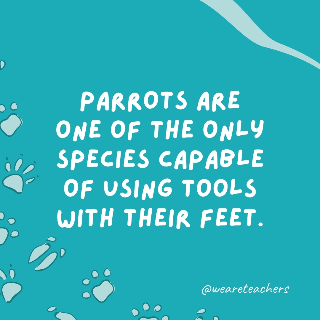 Parrots are one of the only species capable of using tools with their feet.- animal facts