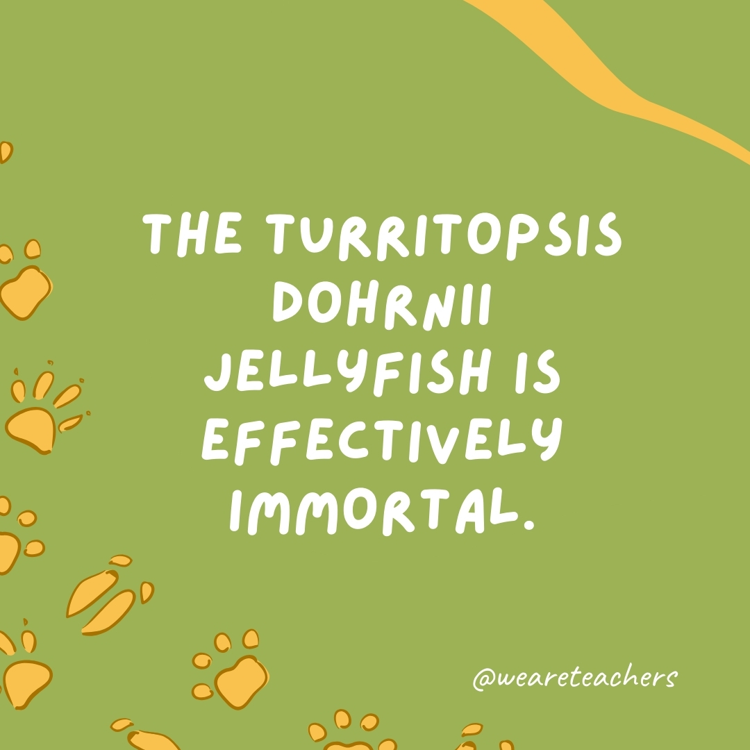 The turritopsis dohrnii jellyfish is effectively immortal.