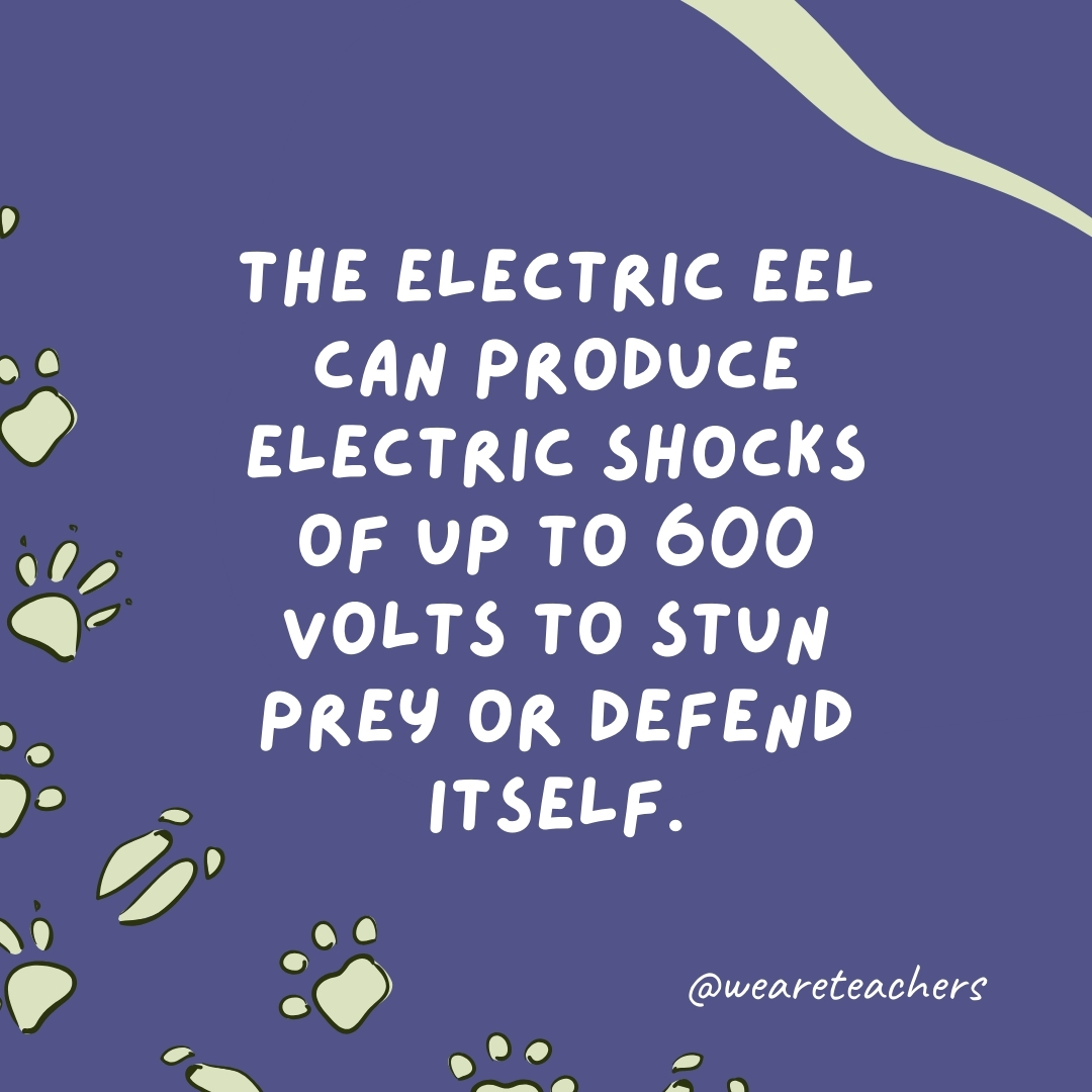The electric eel can produce electric shocks of up to 600 volts to stun prey or defend itself.