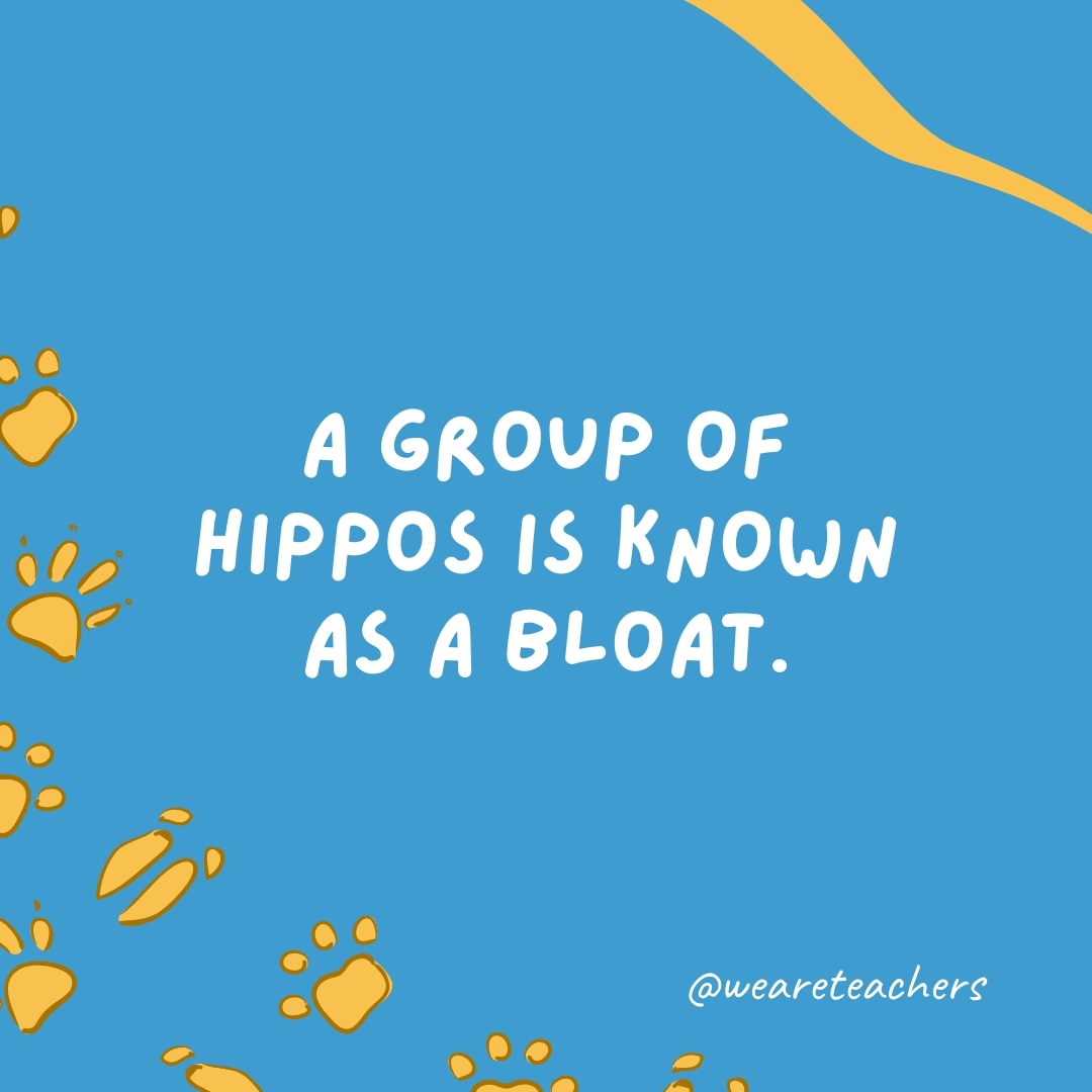 A group of hippos is known as a bloat.- animal facts