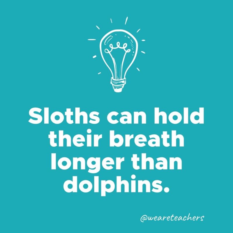 Sloths can hold their breath longer than dolphins.