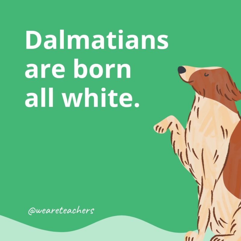 Dalmatians are born all white.