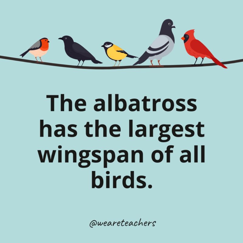 The albatross has the largest wingspan of all birds.- bird facts