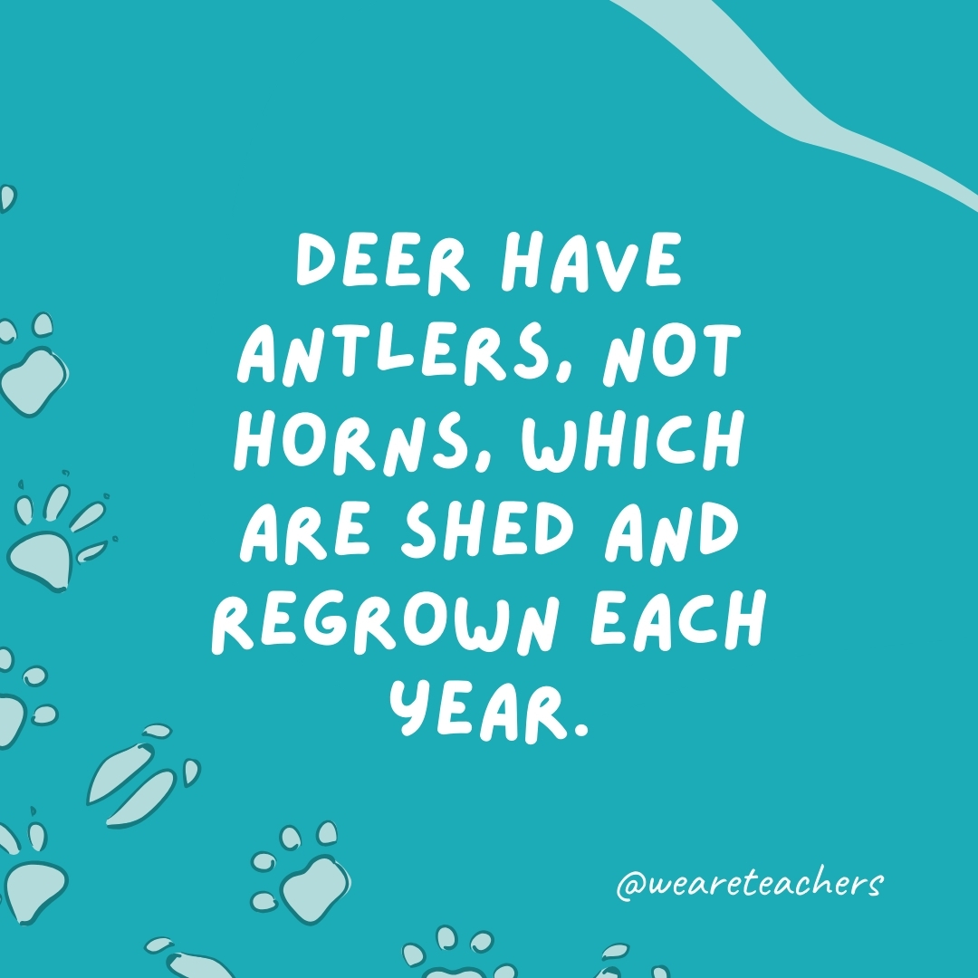 Deer have antlers, not horns, which are shed and regrown each year.