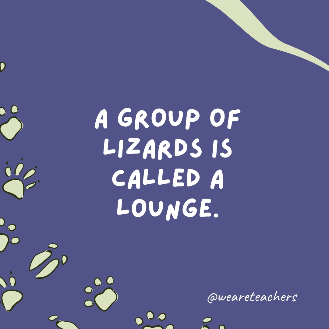 A group of lizards is called a lounge.- animal facts