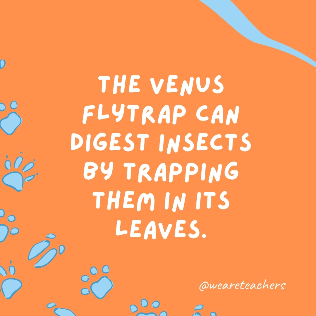 The Venus flytrap can digest insects by trapping them in its leaves.