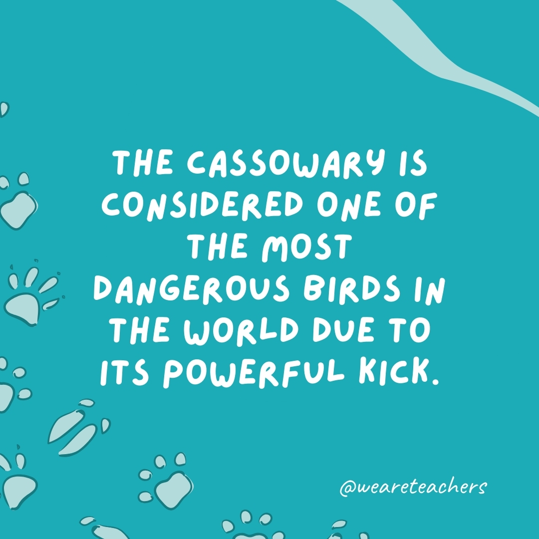 The cassowary is considered one of the most dangerous birds in the world due to its powerful kick.