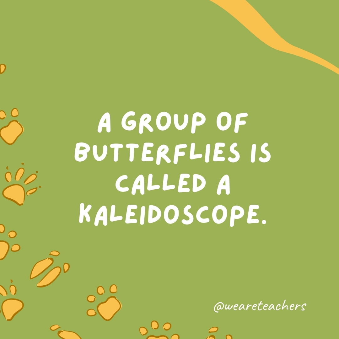 A group of butterflies is called a kaleidoscope.