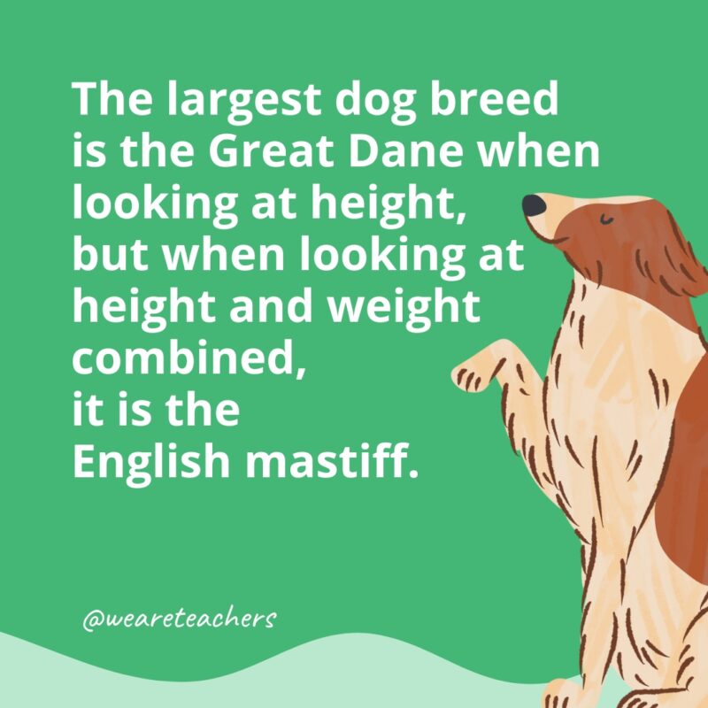 The largest dog breed is the Great Dane when looking at height, but when looking at height and weight combined, it is the English mastiff.