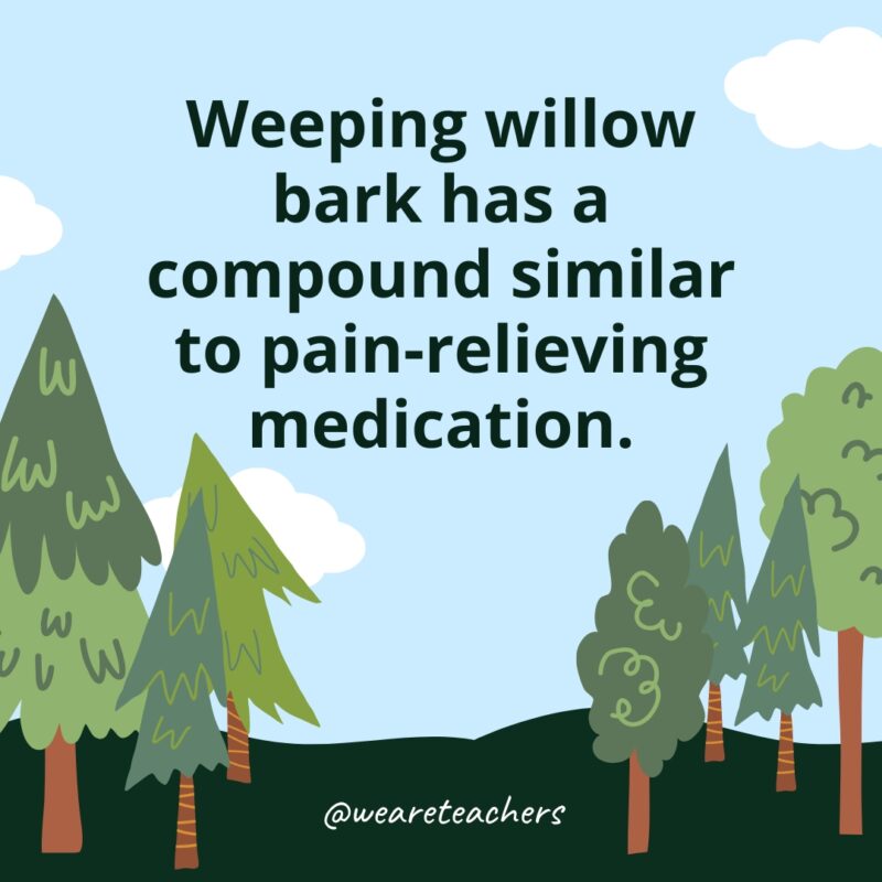 Weeping willow bark has a compound similar to pain-relieving medication.- Facts About Trees