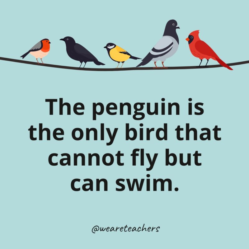 The penguin is the only bird that cannot fly but can swim.