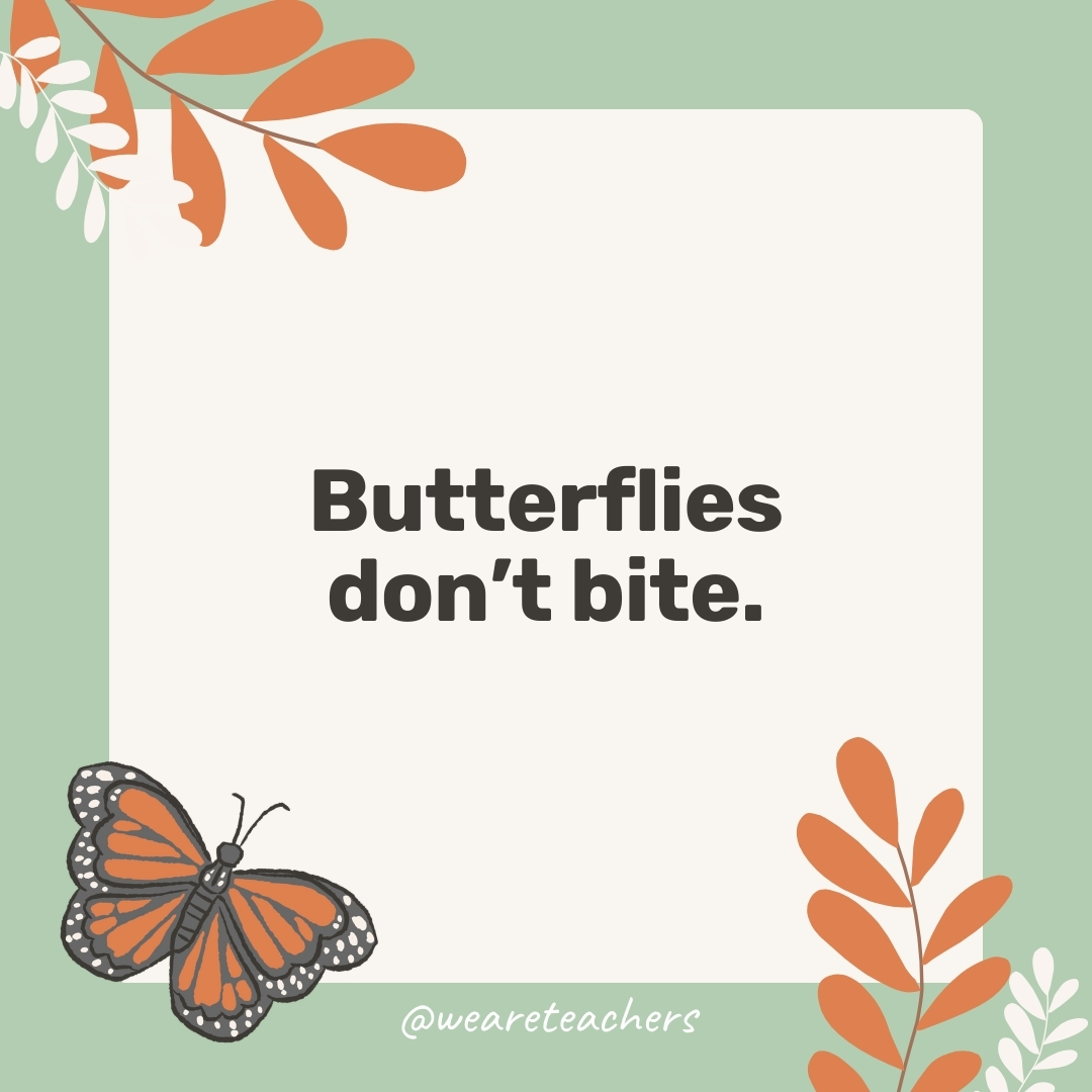 Butterflies don't bite.- facts about butterflies