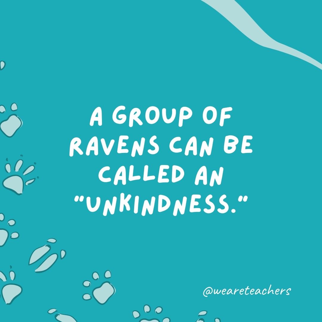A group of ravens can be called an "unkindness."- animal facts