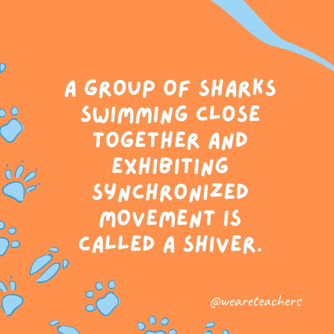 A group of sharks swimming close together and exhibiting synchronized movement is called a shiver.- animal facts