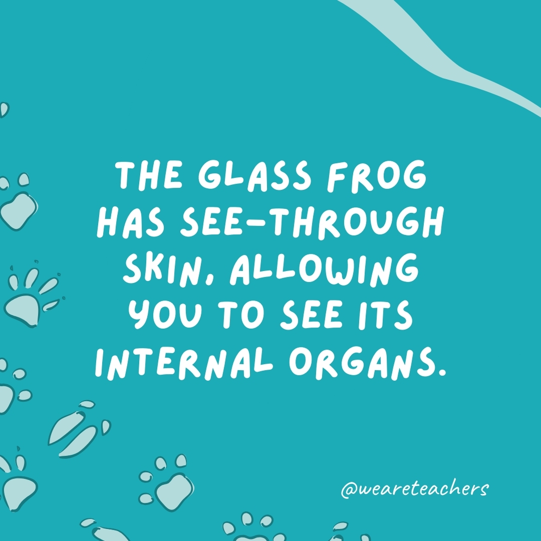 The glass frog has see-through skin, allowing you to see its internal organs.