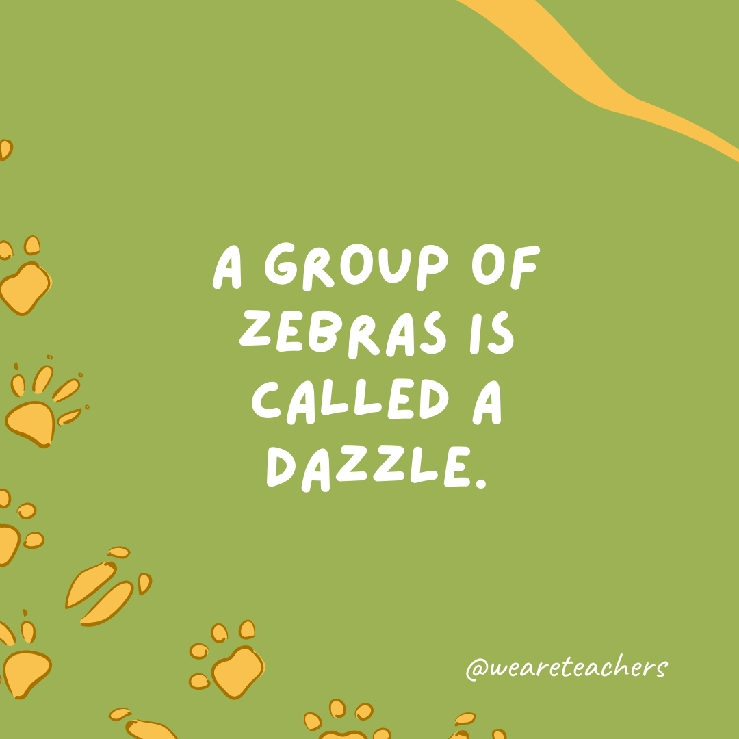 A group of zebras is called a dazzle.