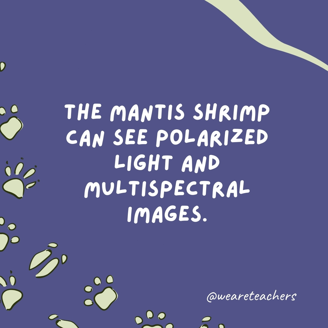 The mantis shrimp can see polarized light and multispectral images.- animal facts