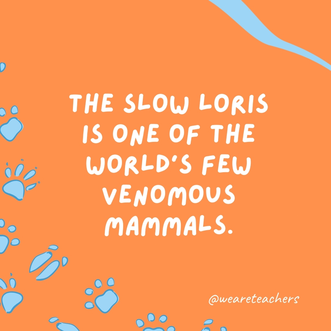 The slow loris is one of the world's few venomous mammals.