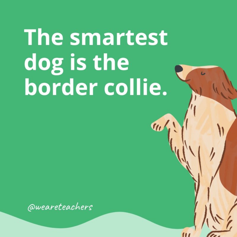 The smartest dog is the border collie.