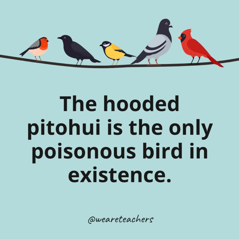 The hooded pitohui is the only poisonous bird in existence.