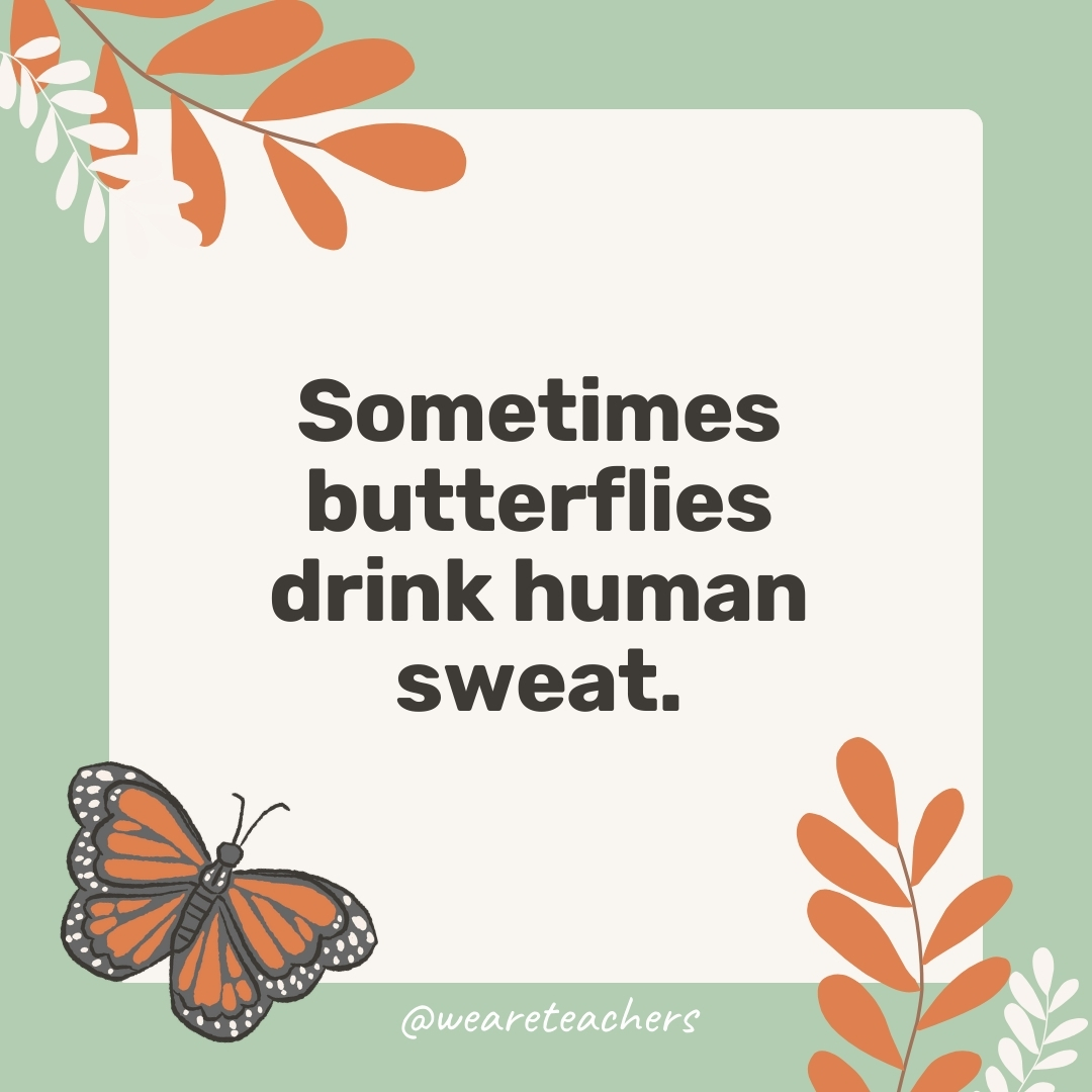 Sometimes butterflies drink human sweat.
