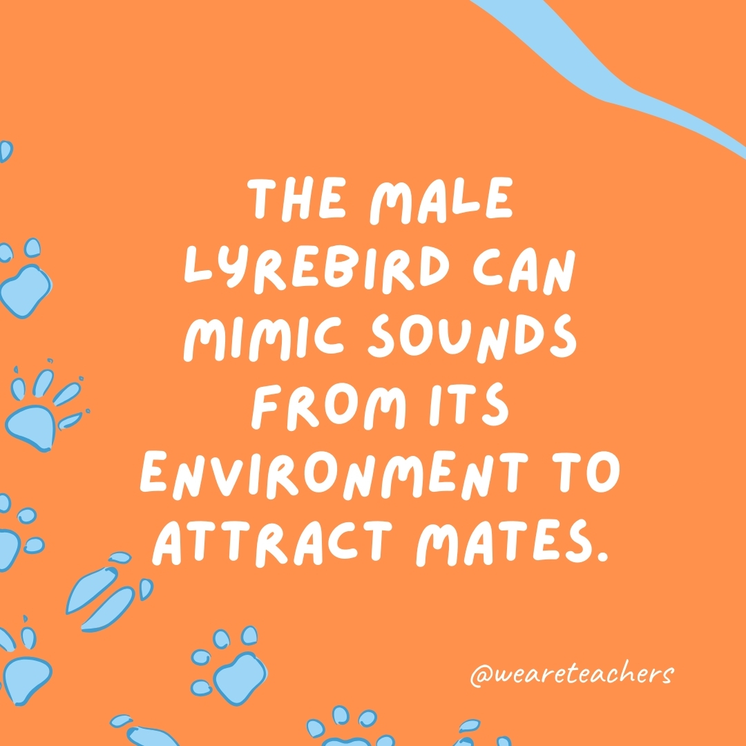 The male lyrebird can mimic sounds from its environment to attract mates.- animal facts
