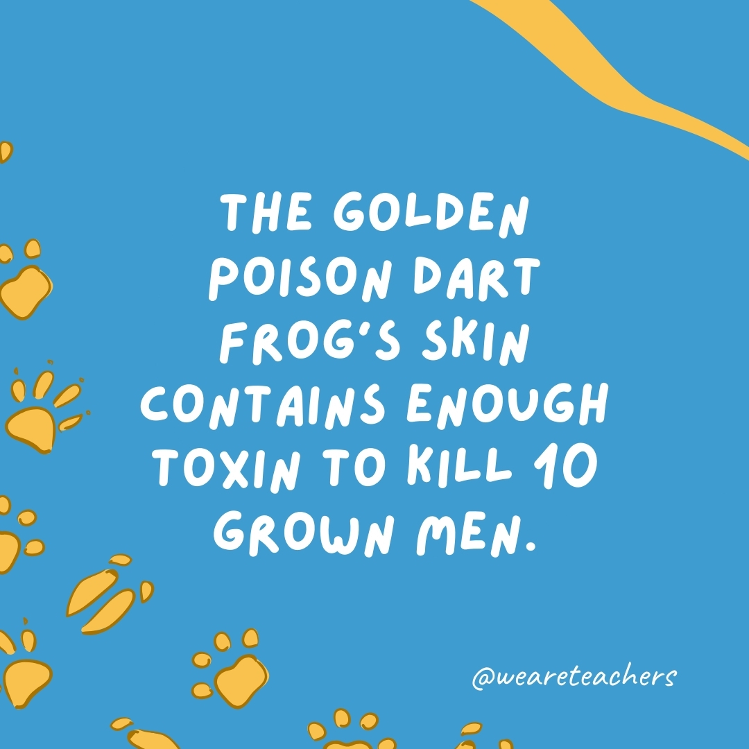 The golden poison dart frog's skin contains enough toxin to kill 10 grown men.