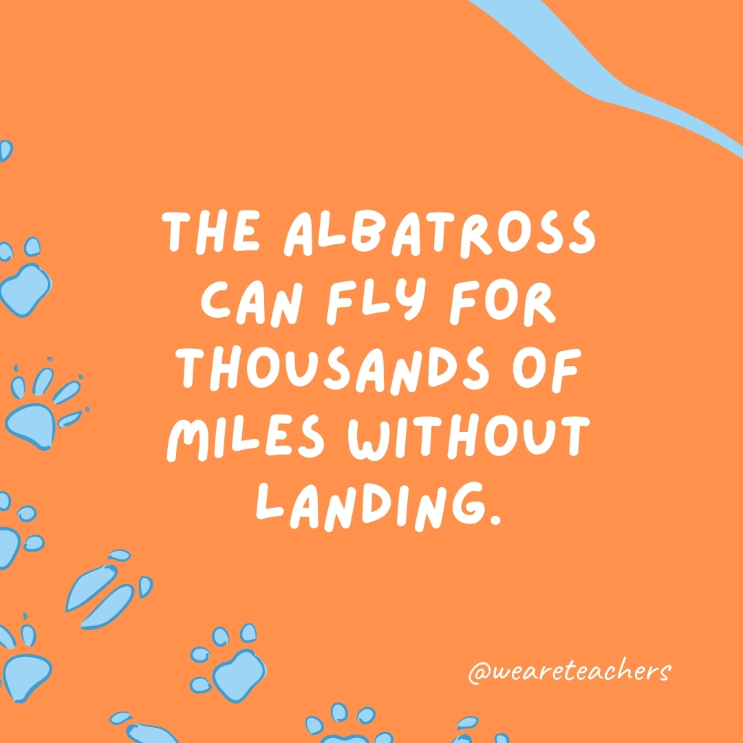 The albatross can fly for thousands of miles without landing.