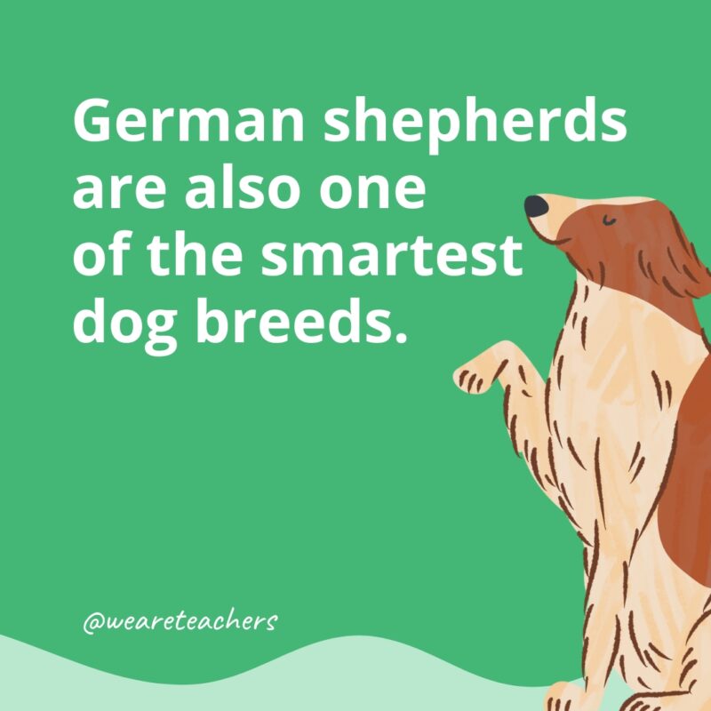 German shepherds are also one of the smartest dog breeds.- dog facts for kids