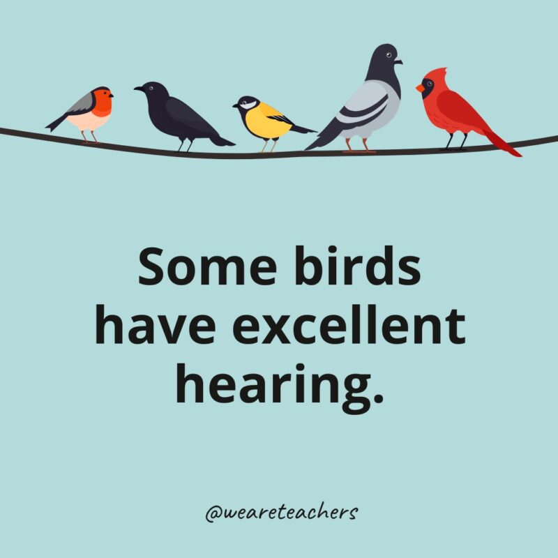 Some birds have excellent hearing.