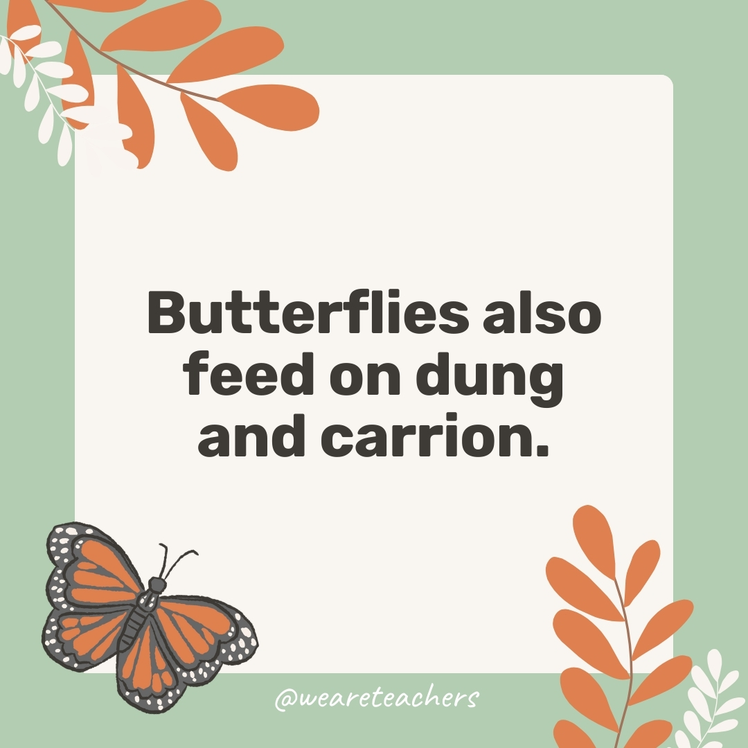 Butterflies also feed on dung and carrion.- facts about butterflies