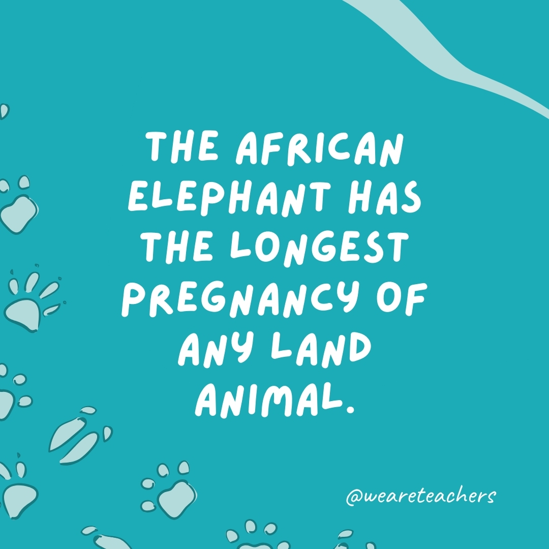 The African elephant has the longest pregnancy of any land animal.- animal facts