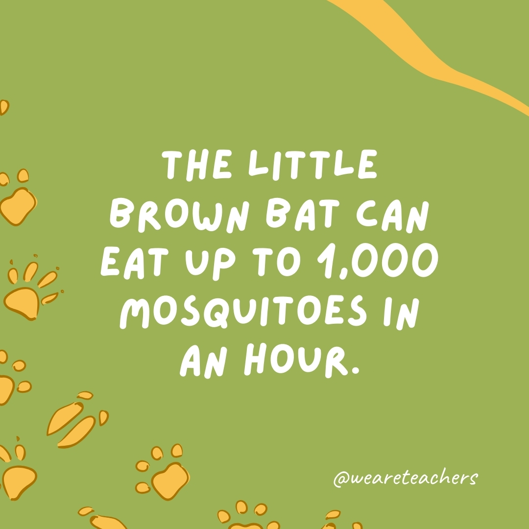 The little brown bat can eat up to 1,000 mosquitoes in an hour.