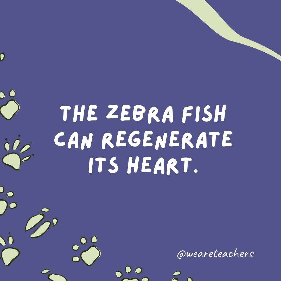 The zebra fish can regenerate its heart.