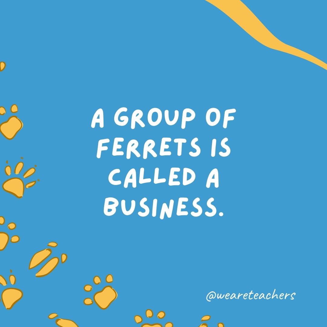 A group of ferrets is called a business.- animal facts