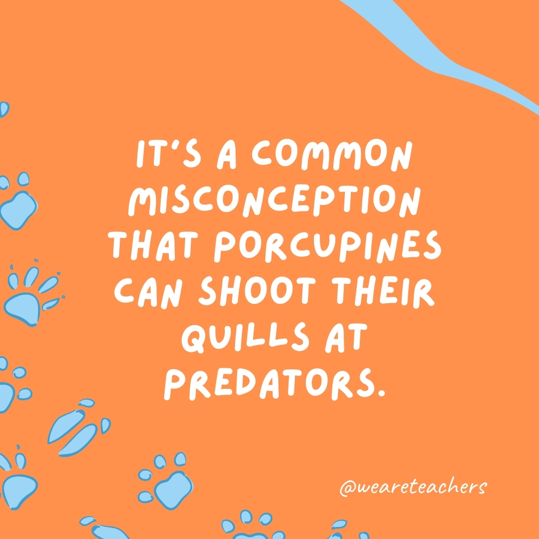 It's a common misconception that porcupines can shoot their quills at predators.