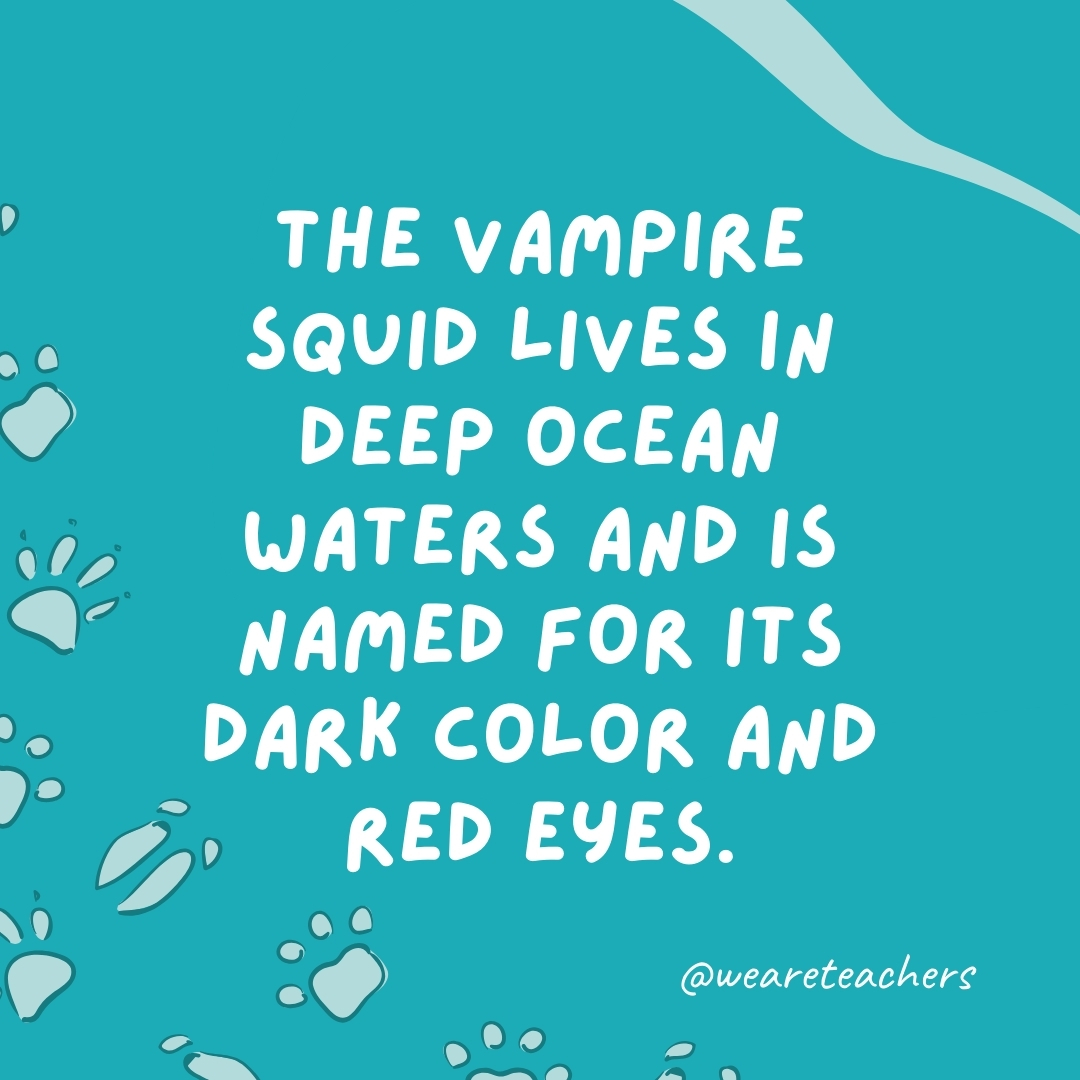 The vampire squid lives in deep ocean waters and is named for its dark color and red eyes.- animal facts