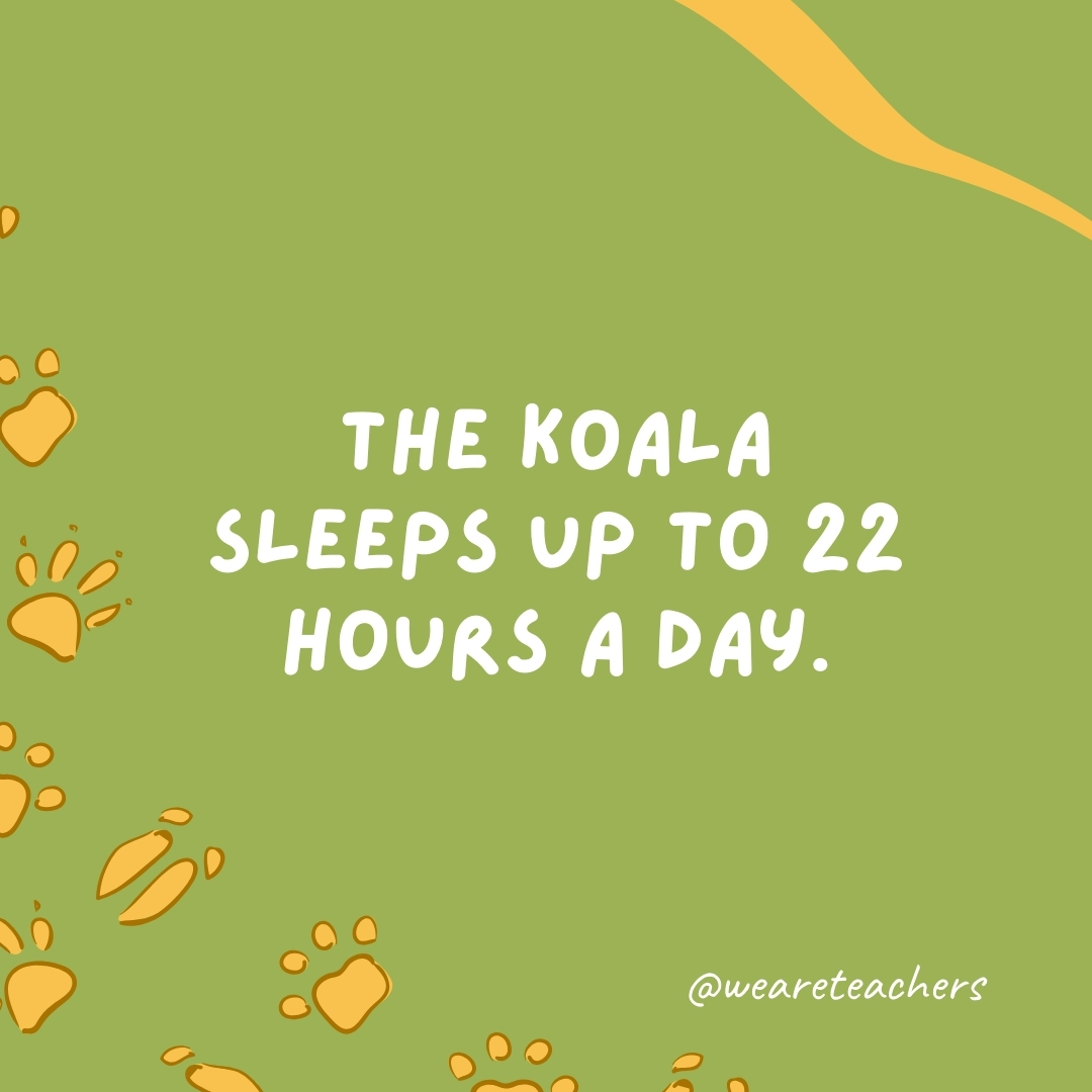 The koala sleeps up to 22 hours a day.