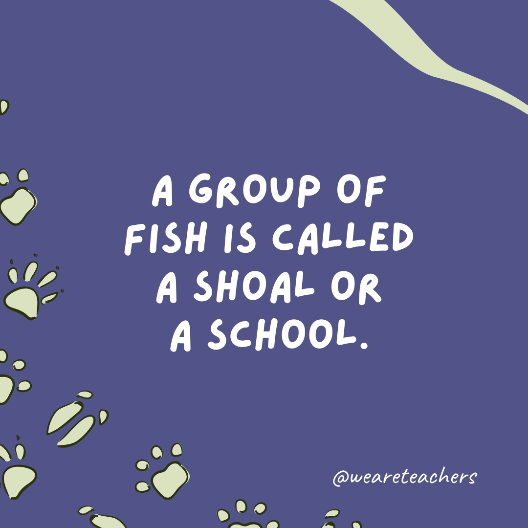 A group of fish is called a shoal or a school.